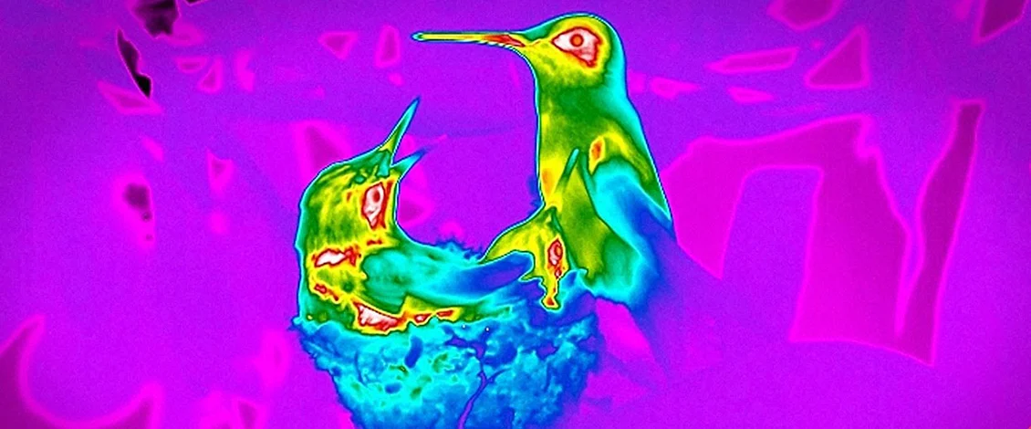 Imagem térmica de aves em material oficial FLIR sobre pesquisa acadêmica